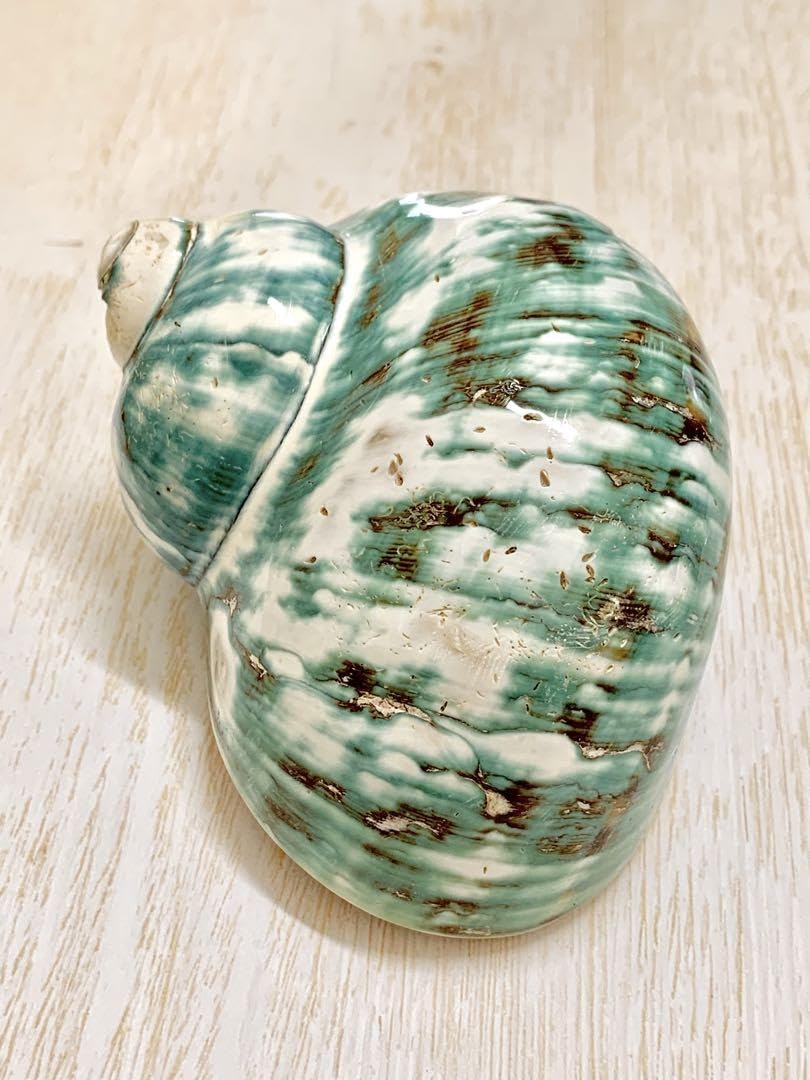 Amazon.co.jp: 夜光貝姿磨き Turbo marmoratus 幸運を呼び寄せる